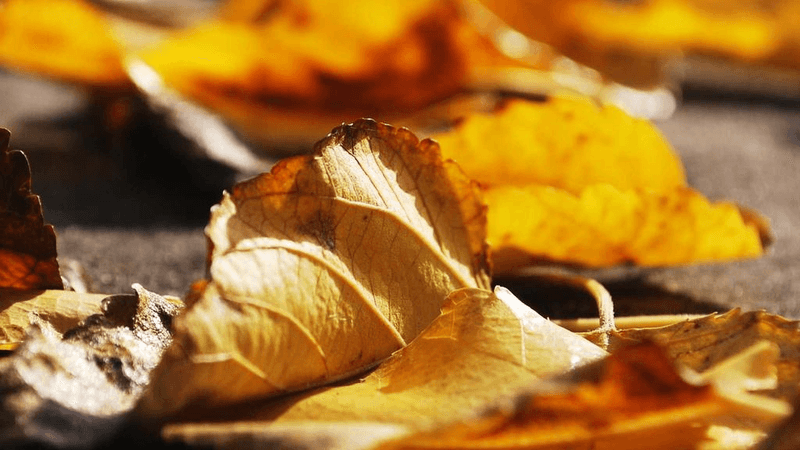 Earbuds - professional stock photography
