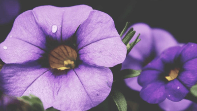 Earbuds - professional stock photography