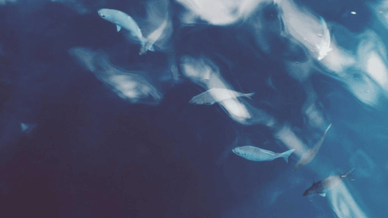 Headphones - professional stock photography