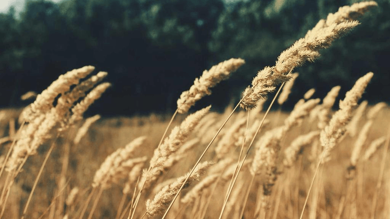 Webcam - professional stock photography