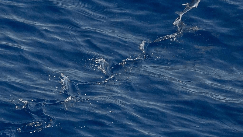 Webcam - professional stock photography